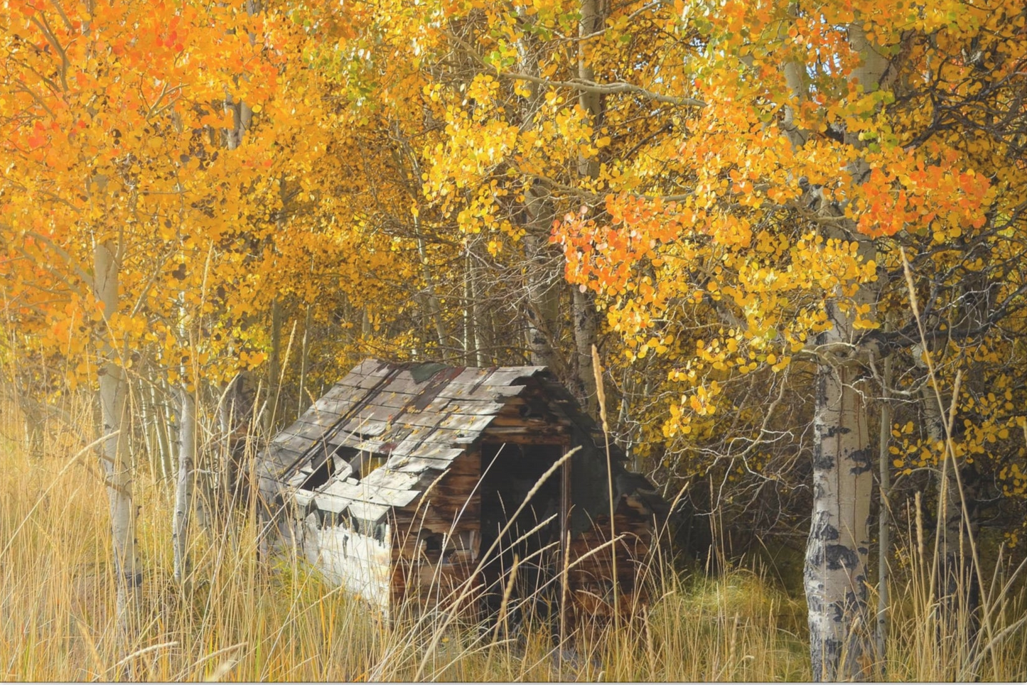 "Seasons Gone By" Exclusive Photography by Ric Johnson | Gallery Canvas Fine Art